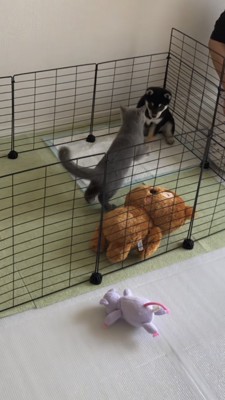 サークルの角にいる豆柴に近づく猫