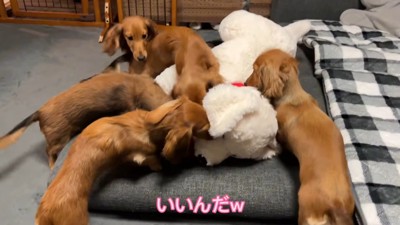 大型犬のぬいぐるみを見た三つ子ちゃん9