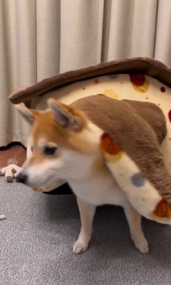 「おやつ」と聞いた文太くんの反応6