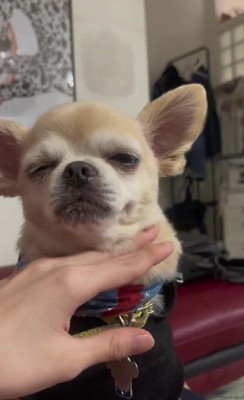 ママさんはすでに決めていた