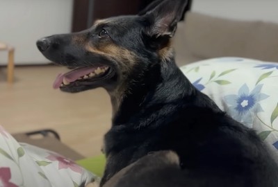 寝そべり口を開けた犬