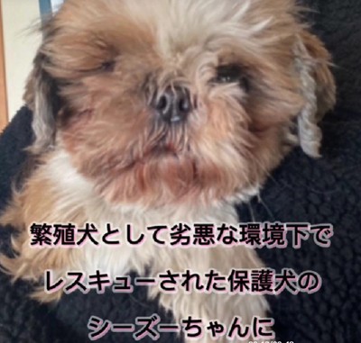 ぽてりちゃんと運命の出会い