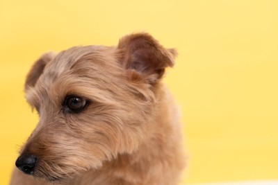 視線を逸らす犬