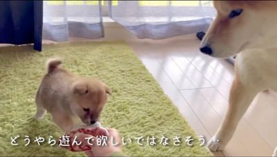 赤ちゃん犬のおもちゃを凝視する柴犬