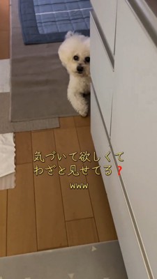 キッチンの隅に座っている犬に近寄る飼い主