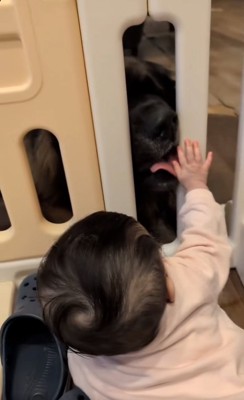 赤ちゃんの手を舐めるバオバオくん