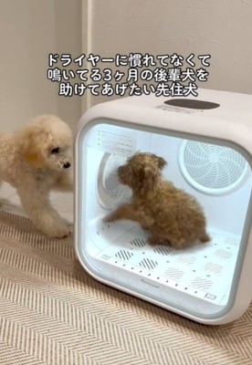 足で開けようとする犬1