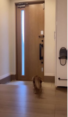 子供を見送る小型犬