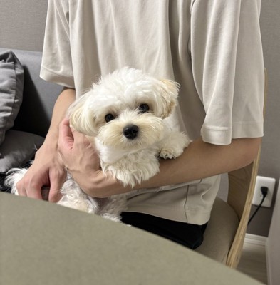 特等席