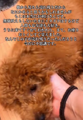 お利口なわんこだった!