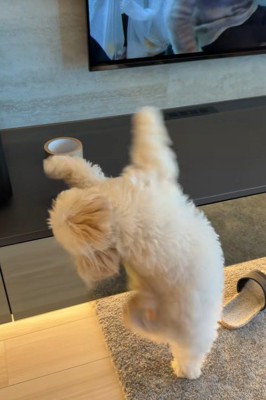 ガムテープを取りたいぬい君5