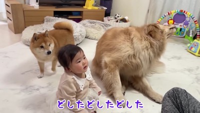 2匹で大慌て