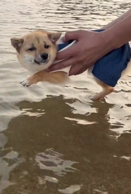 困ったような顔のこむぎちゃん