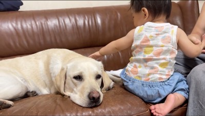 白い犬の体を撫でてあげる赤ちゃん