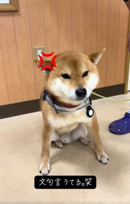 笑われるごんちゃん