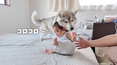 今度は転がらないよう支えてくれました!