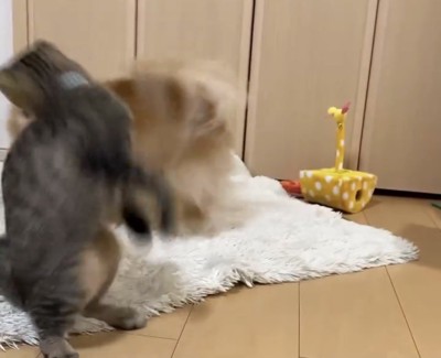元気にじゃれ合う犬と子猫