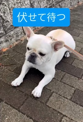 伏せる犬