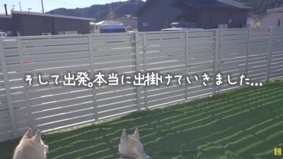 ハスキー兄妹にドッキリ企画