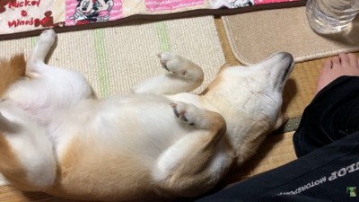 「お腹ナデナデして~♡」