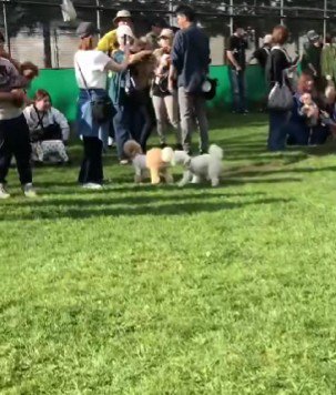 他の犬のお尻嗅いでる！