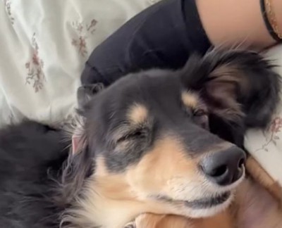 重なり合って眠る2匹