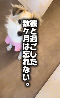 ダニエルくんとの数ヶ月間9