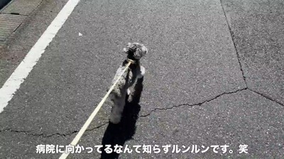 軽やかな足取りで歩いています