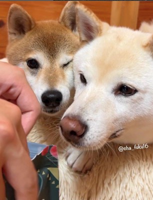 茶々ちゃんと大福くん