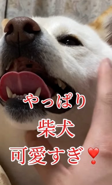 ニコニコでアゴ下を撫でられる柴犬のドアップ