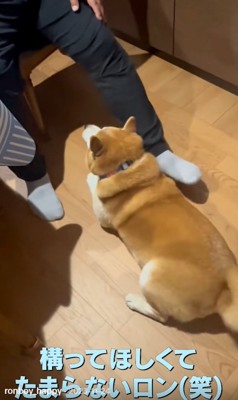 かまってほしいロンくん