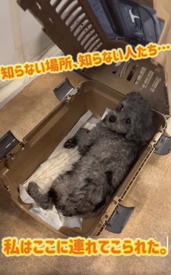 クレートの中にいるレモンちゃん