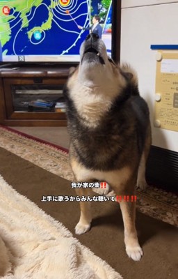 遠吠えするしゅんくん2