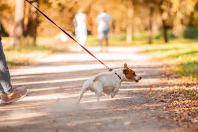 お散歩する後ろ姿