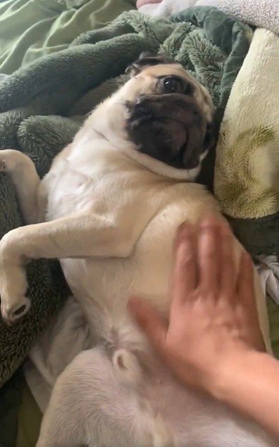 パグくんの日常