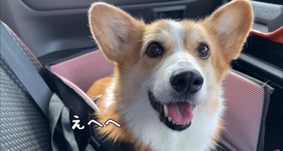 笑う犬のアップ