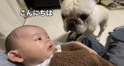 赤ちゃんに近づく犬