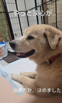 座っている大型犬