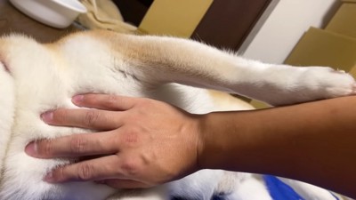 ナデナデをおかわり