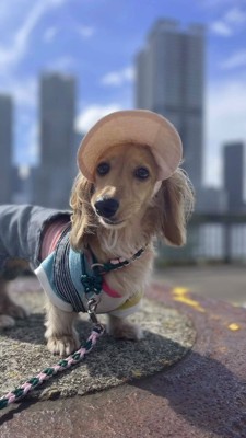 帽子を被って散歩をする犬