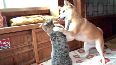 再攻撃する空ちゃん