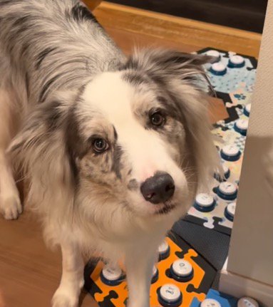 男性を見上げて首を傾げる犬