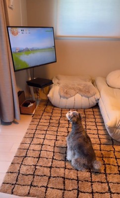 テレビ前に座る犬
