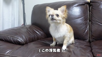 飼い主さんが浮気した時のみるくちゃん2