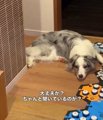 飼い主を見つめる犬3