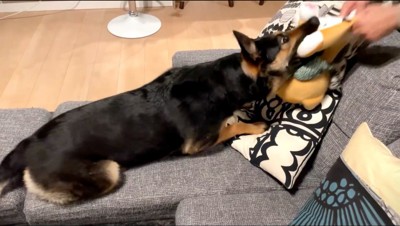 ぬいぐるみを引っ張り合う犬と男性