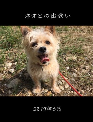 ネオくんが幸せを掴むまで