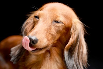 ペロリとする犬