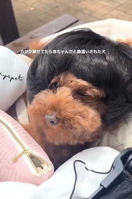 カツラを被ったワンコ5