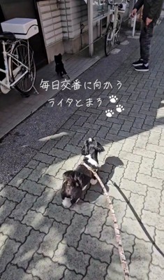 交番の前に向かう2匹の犬